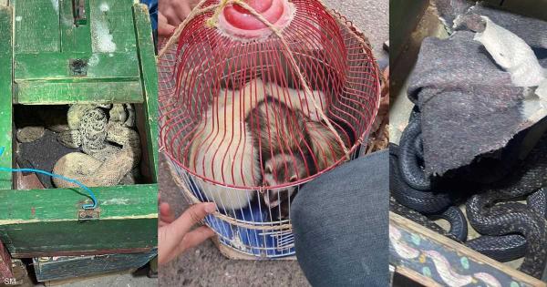 المغرب.. الأمن يحبط "عمليات النمس والكوبرا"