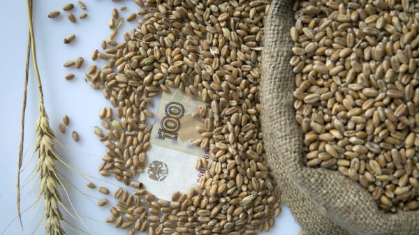 خلال محادثة تليفونية.. بوتين وشولتس يبحثان "صفقة الحبوب"