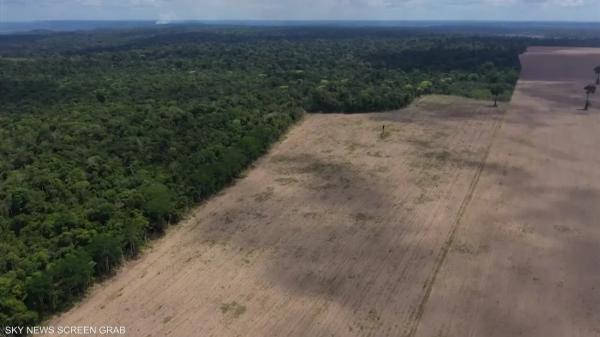 اتفاق أوروبي يحظر منتجات تساهم في إزالة الغابات