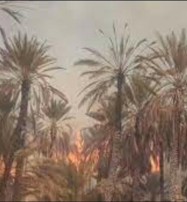 إخماد حريق في مزارع للنخيل بحضرموت