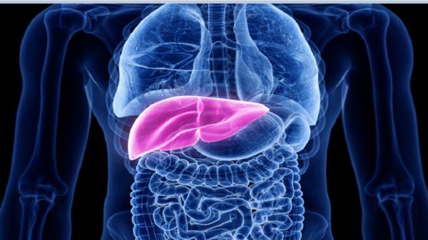 هل تستيقظ بين الساعة 1 و4 صباحا؟ .. أطباء يحذرون من أن الكبد قد يكون في خطر!