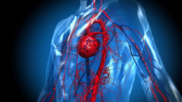 خبيرة توصي بتناول فاكهة واحدة يوميا للمساعدة في الحفاظ على وظائف القلب الطبيعية