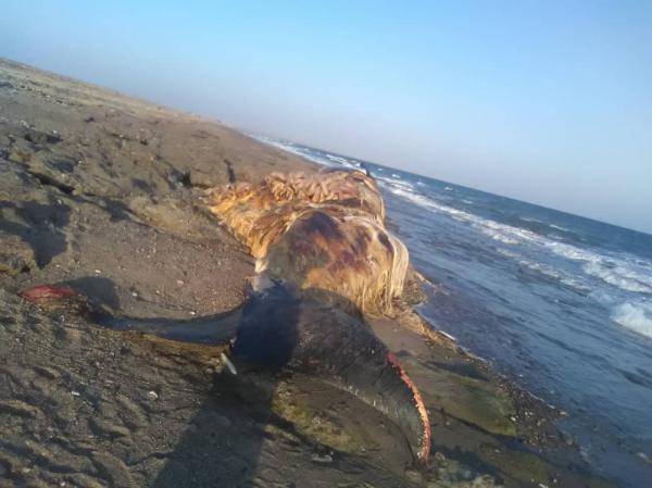 انشقاقات جبلية تجبر سكان رأس العارة بلحج على النزوح إلى الكهوف