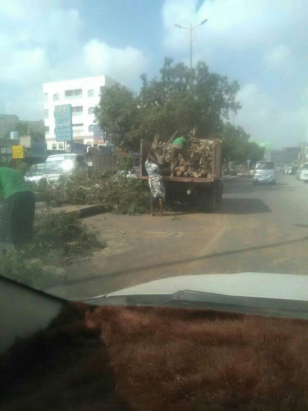 المطالبة بوقف قطع الأشجار من شارع عبد القوي بعدن