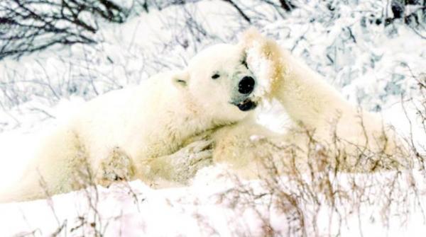 تدهور عدد الدببة القطبية بكندا جراء تأثير تغير المناخ