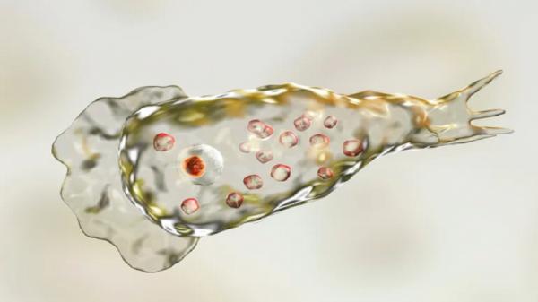 كوريا الجنوبية تعلن عن أول حالة إصابة بـ "الأميبا آكلة الدماغ"