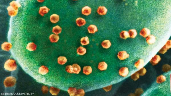 الفيروسات تتعرض للافتراس.. دراسة أميركية تكشف مفاجأة طبيعية