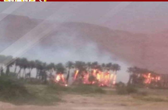 حريق يلتهم أشجار النخيل في سيئون 