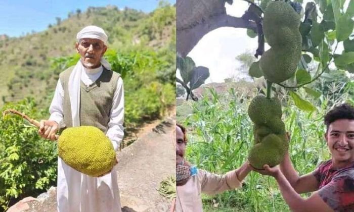جاك فروت تضع اليمن في المركز الثالث في العالم