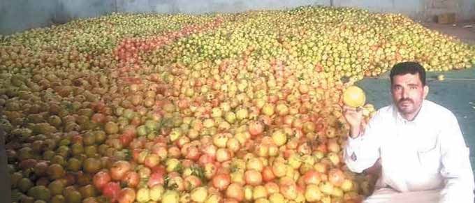 "الحوثيون يعرقلون صادرات الرمان ويتسببون في خسائر فادحة للمزارعين"