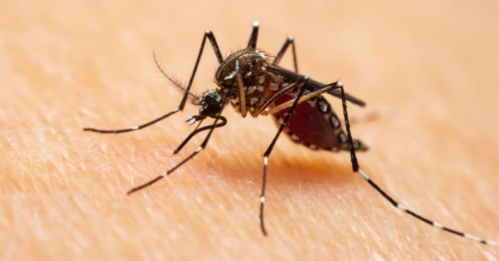 حمى الضنك تنتشر في صعدة وعصابة الحوثي ترفض التحصين