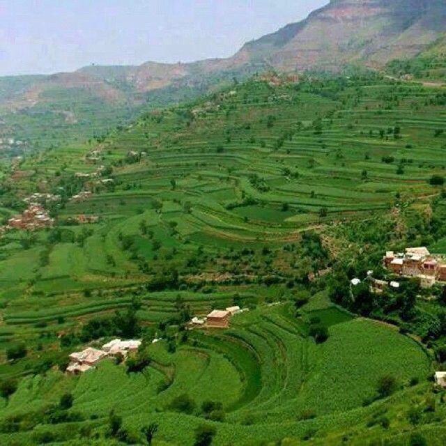 الجناة سددوا له عدة طعنات وقطعوا أوصاله وصبّوا الأسيت على وجهه