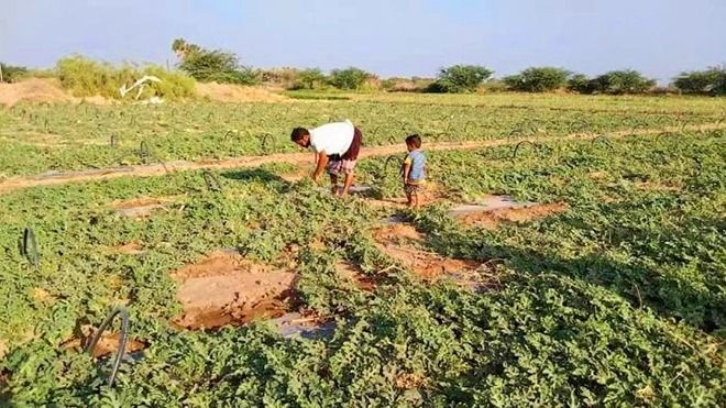 حملات ابتزاز ونهب حوثية جديدة ضد المزارعين