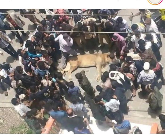 أسد يتجوّل في شارع جمال بتعز  بحثًا عن طعام