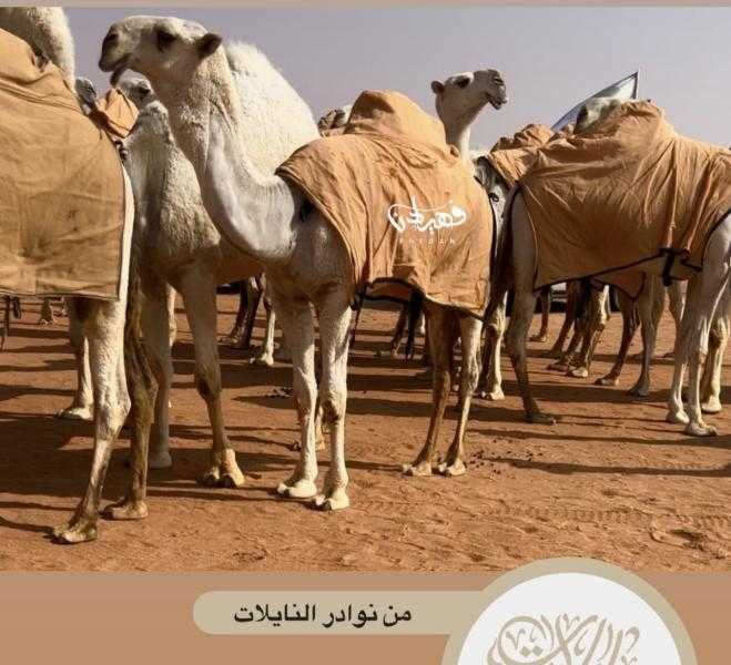 رجل أعمال من أصول يمنية يشتري "قعودًا" ب 40 مليون ريال سعودي