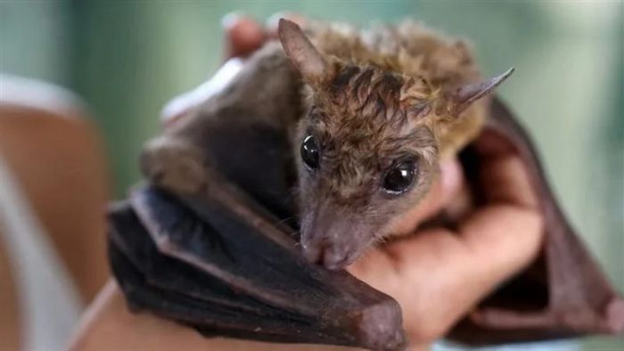 رغم ارتباطها بكورونا، الخفافيش مفتاح سحري لعلاج مرض السكري، والسر في الحمض النووي