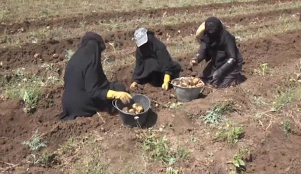 مزارعو البطاط يتهمون قيادات حوثية ببيع البذور في السوق السوداء ويهددون بزراعة القات