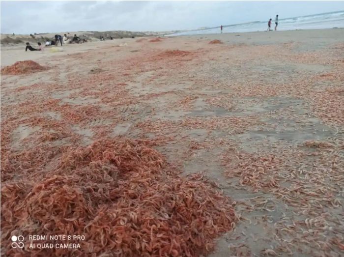 هيئة أبحاث البحار:  ظاهرة نفوق "الجمبري" في حضرموت "طبيعية" ولا علاقة لها بالتلوث البحري