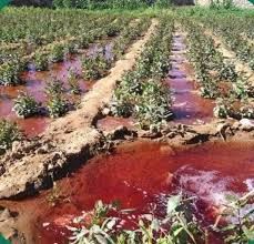 تجاهل جريمة المبيدات المحرمة: قيادي حوثي يتهم ناشطي التواصل الاجتماعي بالتسبب في كساد المنتجات الزراعية