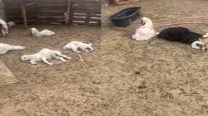 حيوان يفترس 30 رأس غنم في إب