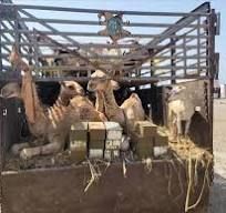 العثور على ذخائر مهربة بين مواشي وأغنام العيد في أبين