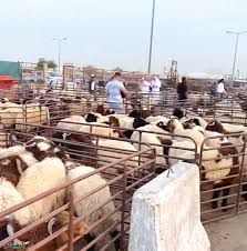 أرقام قياسية لأسعار الأضاحي مع قرب العيد