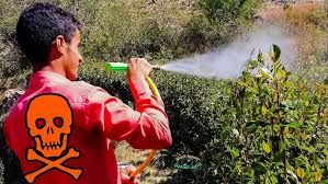  مختصون يحذرون من خطورة استخدام مبيد شديد السُمية في مزارع القات
