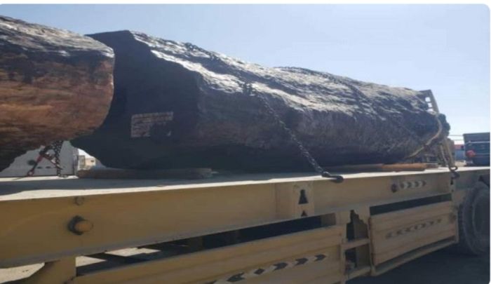  المهرة .. ضبط شحنة حشيش في منفذ شحن