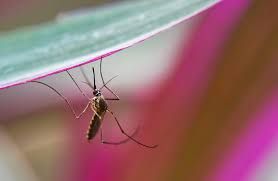 من الاسباب الفيضانات والحوثيين ..  رصد أكثر من مليون حالة اشتباه بمرض الملاريا في اليمن