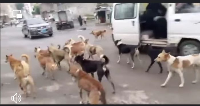 تزايد إصابات عضً الكلاب بتعز وسط غياب اللقاحات