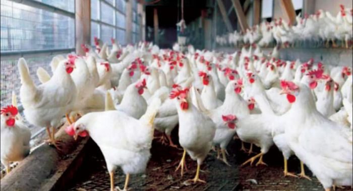  على حساب الدواجن المحلية.. عصابة الحوثي تُنشئ شركات استيراد دواجن تابعة لها