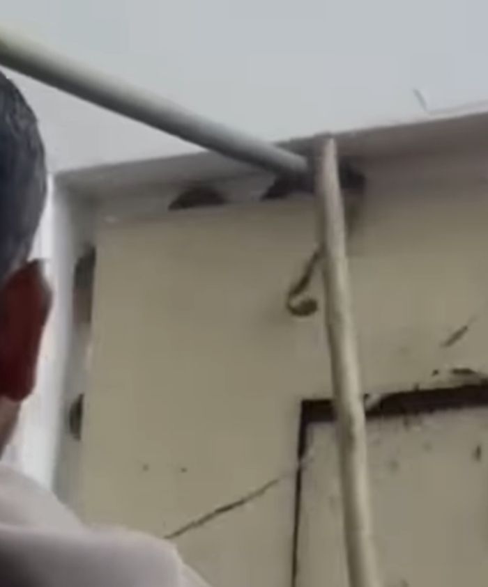  ثعابين تثير الفزع بين سكان عدن