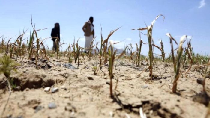  تحذيرات أممية : الجفاف يعمّق أزمة الغذاء في اليمن
