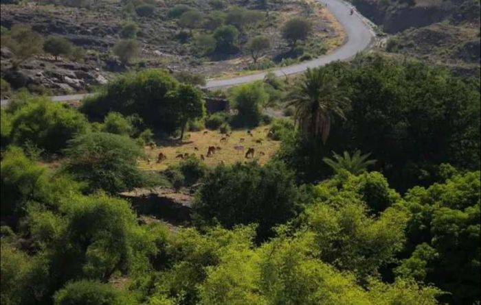  القبض على قاتل "الوزيف" في معافر تعز