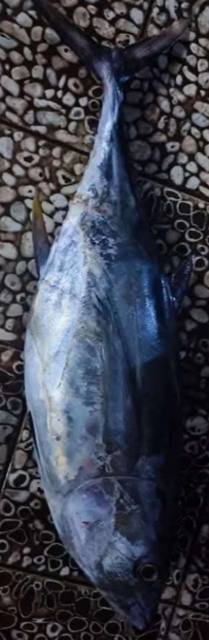  في ظل تدهور العملة وارتفاع الأسعار .. سمكة "ثمد" تعرض للبيع بمليون ريال بعدن