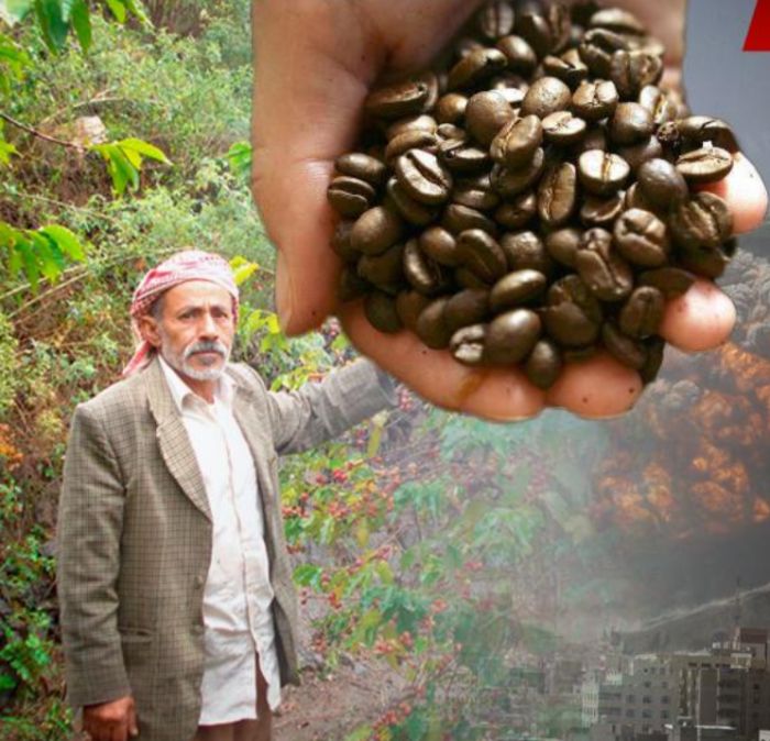  تعز .. مزارعون يشكون استبعادهم من مشروع دولي لدعم زراعة البن