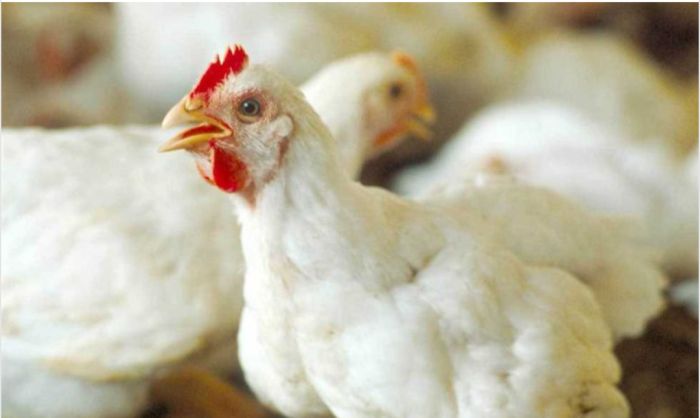  518 مليار ريال جبايات الحوثي على الدواجن