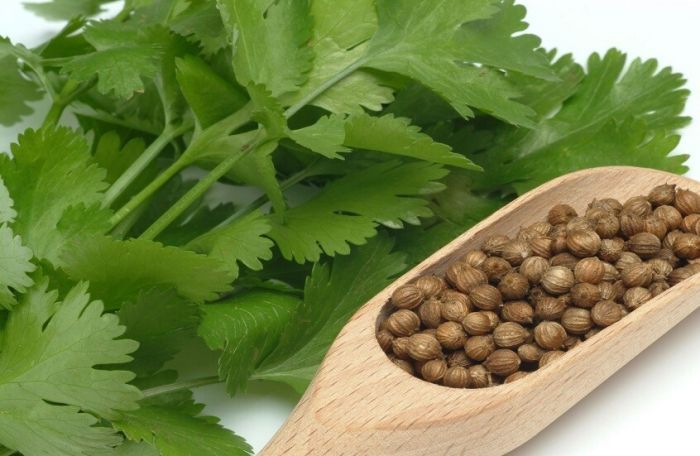 الطبيب الأخضر على مائدتك.. نصائح مهمة عند تناول الكزبرة