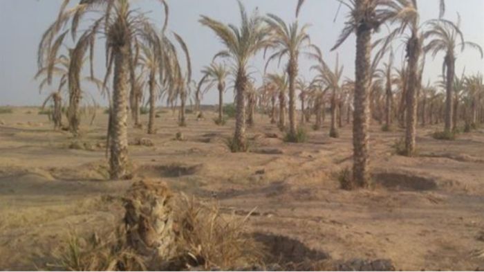  عصابة الحوثي تنهب مزارعي الدريهمي