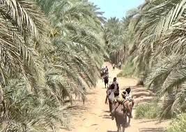 نهب مليشيا الحوثي  للتمور يفاقم معاناة مزارعي الدريهمي