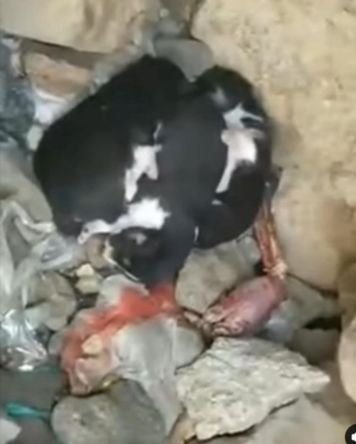  قيادي حوثي يرتكب جريمة بشعة في محافظة ريمة.. ثقافة إزهاق أرواح الأقارب