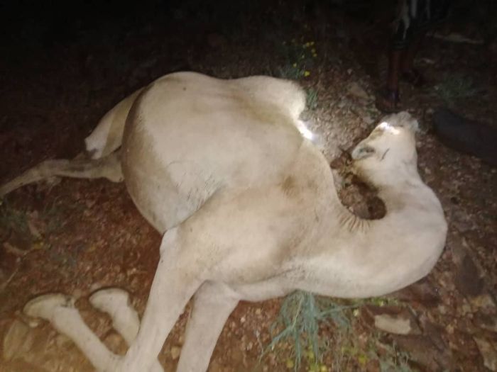  صاعقة رعدية تقتل قطيعًا من الإبل في تعز