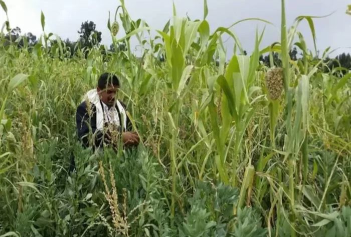  مليشيا الحوثي تفرض قيودًا على حصاد المحاصيل الزراعية في تعز