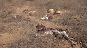 نفوق ماشية بانفجار لغم حوثي في حجة