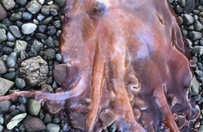 السويد ..اصطياد أخطبوط نادر بسبعة أذرع