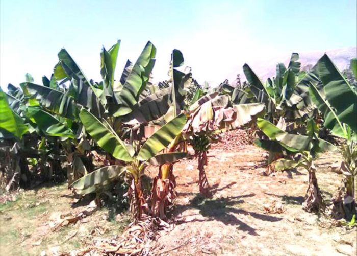  حريق هائل يلتهم مزرعة موز في أبين