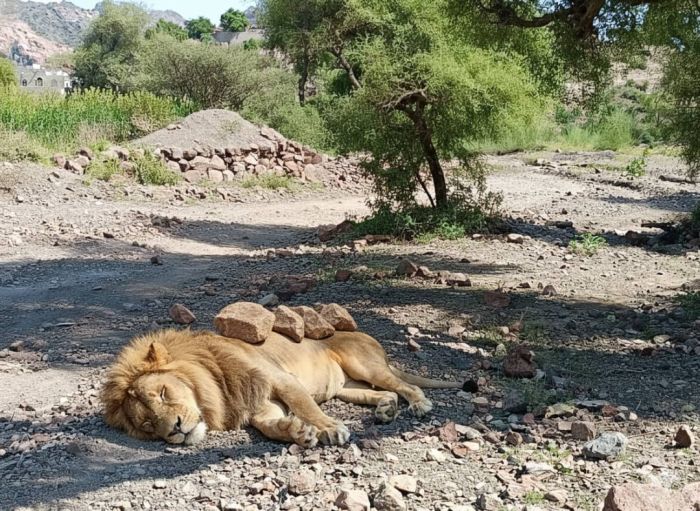 أسد يتجوّل في المضاربة بلحج ويثير الذعر… وبطل محلي ينهي الخطر ويقتل المفترس