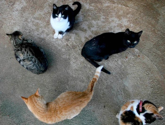 دراسة جينية تكشف مرحلة فارقة في تاريخ استئناس القطط