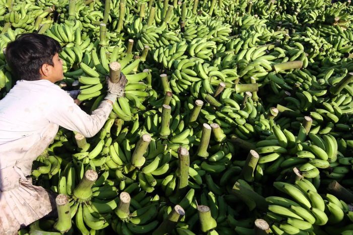 لون الموز يحدد فوائده الصحية