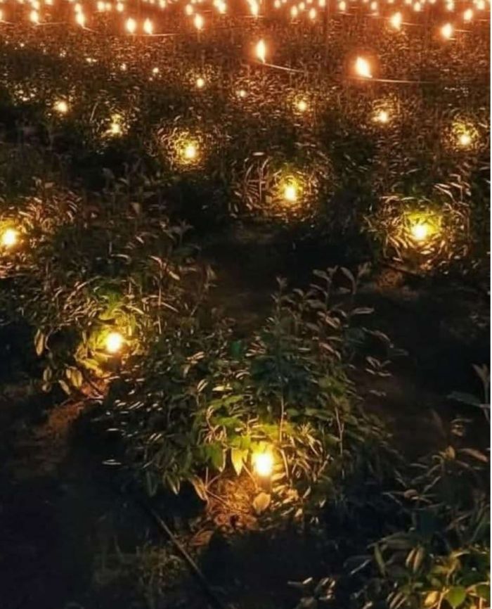 طرق تقليدية لحماية أشجار القات من موجة السقيع 